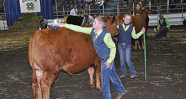 Prices take hit at 4-H sale