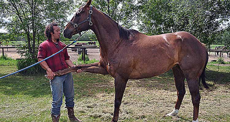 French traveller joins WPCA circuit