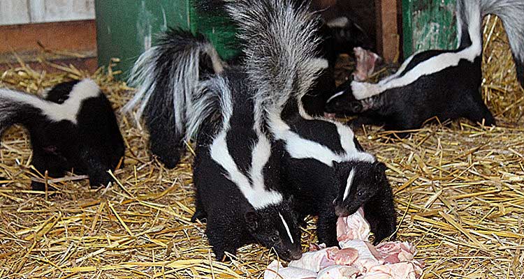 Skunk population spikes