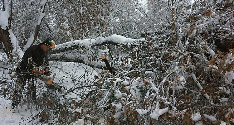 Winter storm fells trees