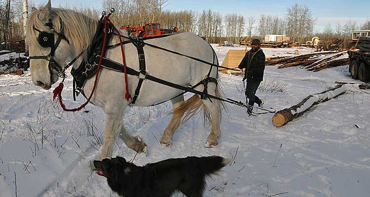 Logging tradition continues