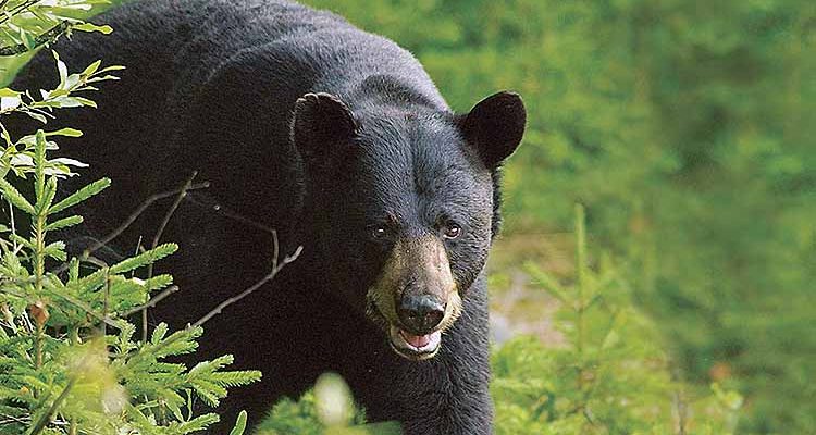 Bear attack at Bethel