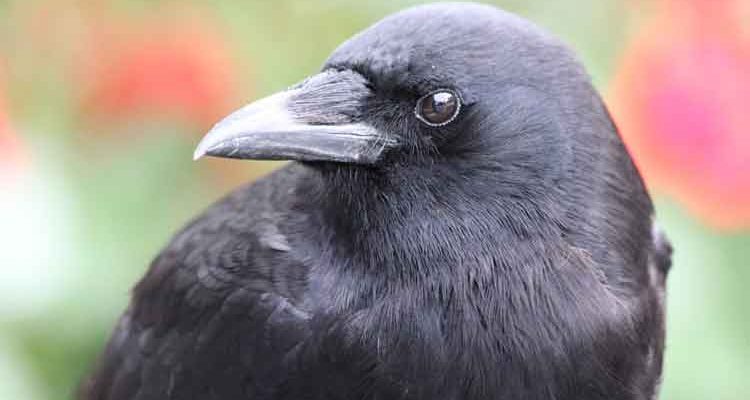 Crows safe in Meadow Lake