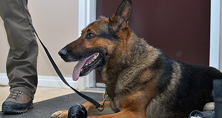 Suspect injures police dog