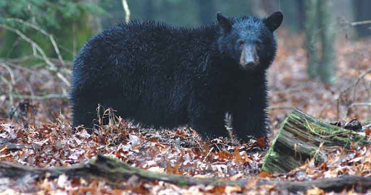 Bear sightings increase near M.L.