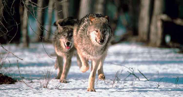 Cole Bay man escapes wolves