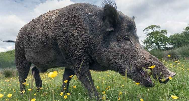 Wild boars south of M.L.