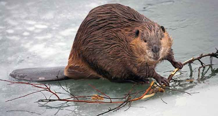 Beavers cause concern in RM