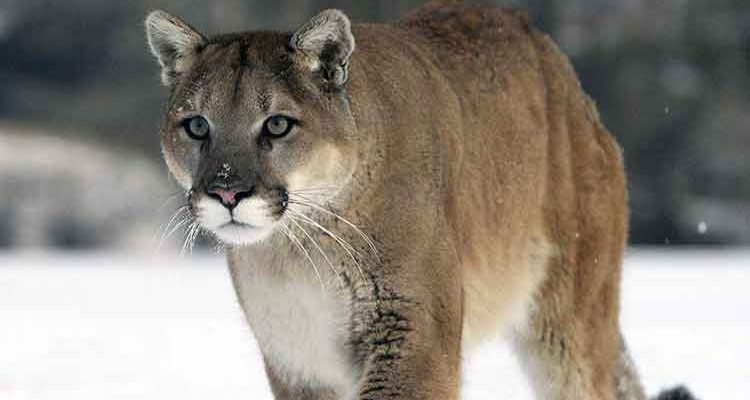 Cougar snared near Makwa