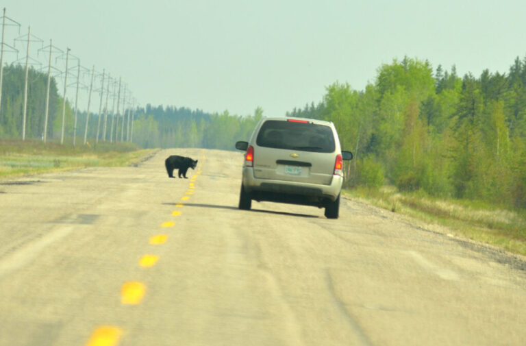 Road trip: Saskatoon to Meadow Lake Provincial Park