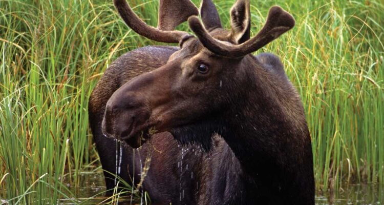 Moose spotted on streets of Meadow Lake