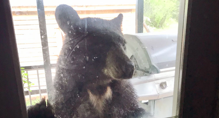 Bear visits rural M.L. homeowner