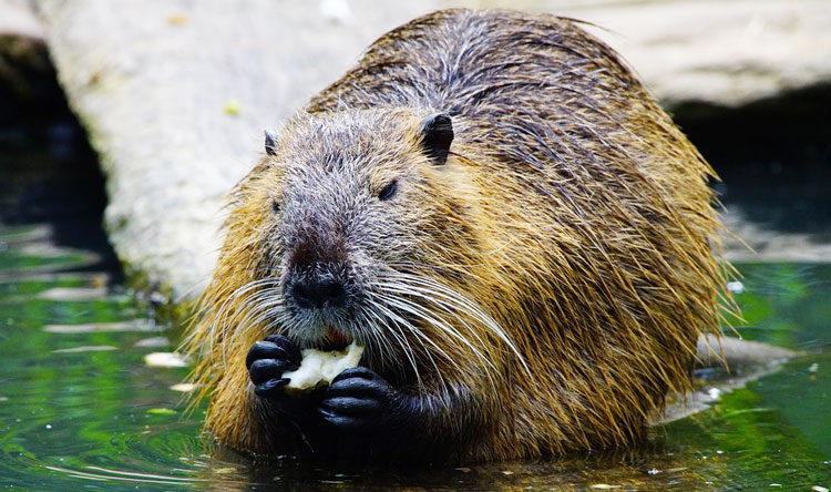 RM hires beaver trapper