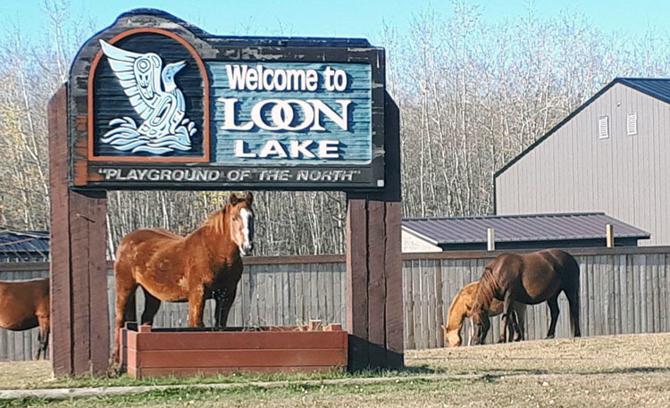 Stray horses a concern in Loon Lake