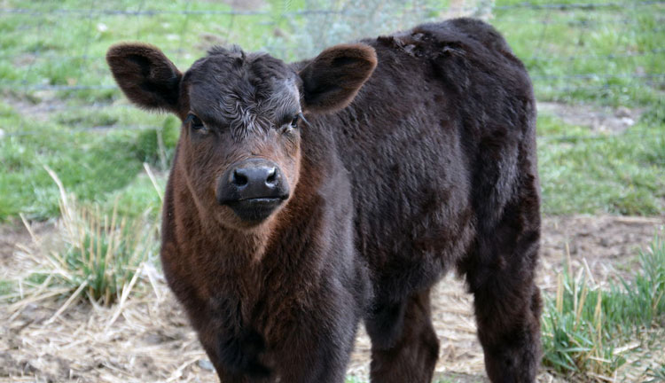 Rancher offers reward after calf killed