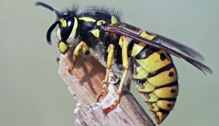 Dry weather leads to increased wasp presence