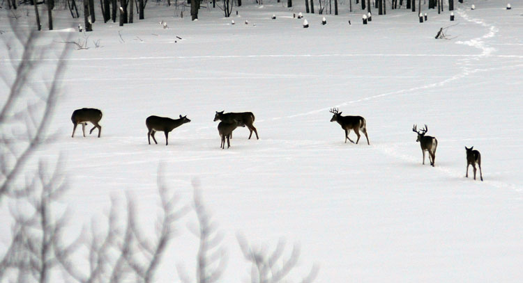 Deep snow tough on deer - Northern Pride Publications