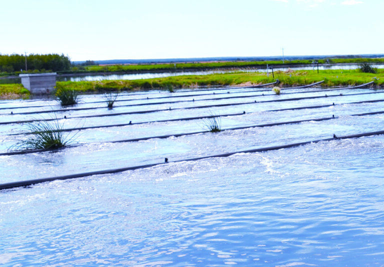 Sewage lagoon dredging postponed Sewage lagoon dredging postponed