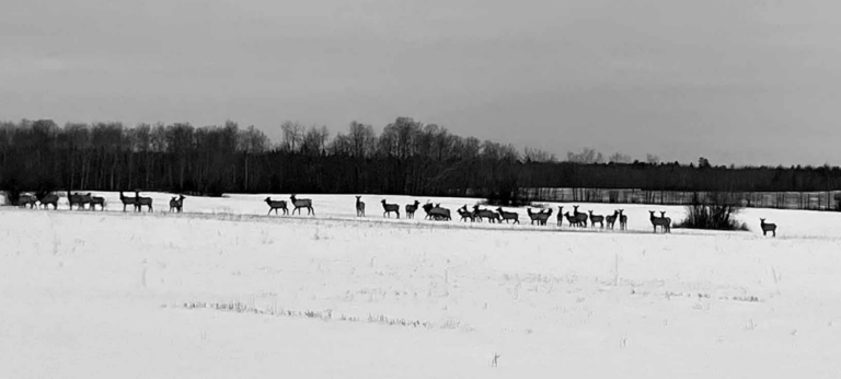 AREA RANCHER IN SEARCH OF ANSWERS: Wildlife causing grief for Peerless area producer